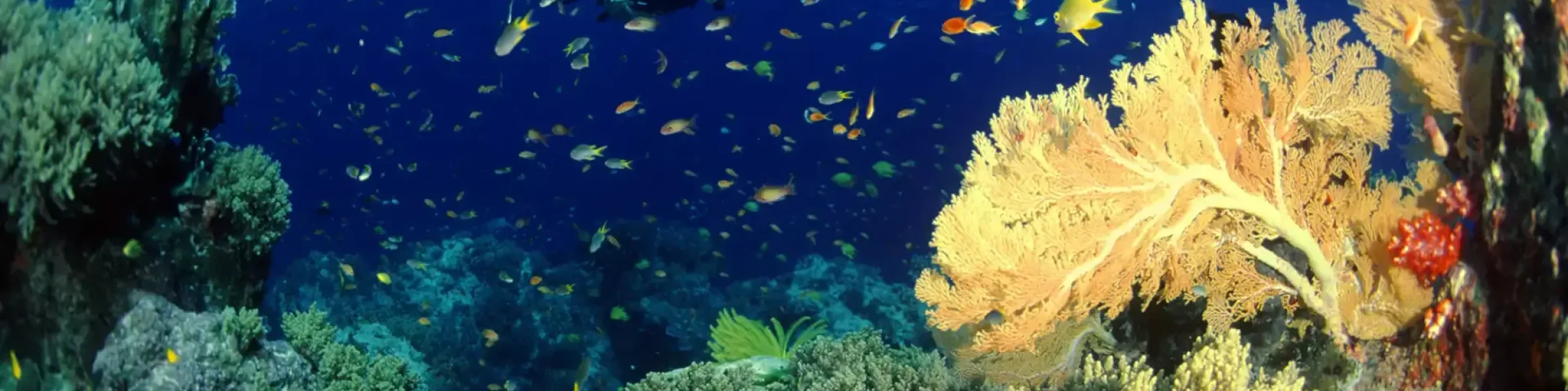 Diving 059